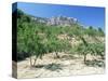 Almond Trees in the Sierra De Aitana, Alicante Area, Valencia, Spain-Ruth Tomlinson-Stretched Canvas