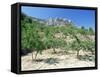 Almond Trees in the Sierra De Aitana, Alicante Area, Valencia, Spain-Ruth Tomlinson-Framed Stretched Canvas