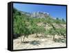 Almond Trees in the Sierra De Aitana, Alicante Area, Valencia, Spain-Ruth Tomlinson-Framed Stretched Canvas