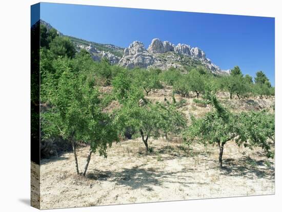 Almond Trees in the Sierra De Aitana, Alicante Area, Valencia, Spain-Ruth Tomlinson-Stretched Canvas