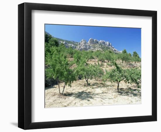 Almond Trees in the Sierra De Aitana, Alicante Area, Valencia, Spain-Ruth Tomlinson-Framed Photographic Print