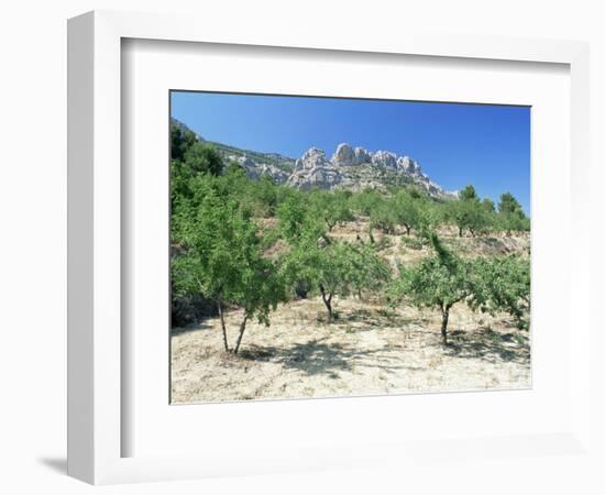 Almond Trees in the Sierra De Aitana, Alicante Area, Valencia, Spain-Ruth Tomlinson-Framed Photographic Print