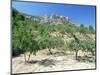 Almond Trees in the Sierra De Aitana, Alicante Area, Valencia, Spain-Ruth Tomlinson-Mounted Photographic Print