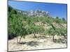Almond Trees in the Sierra De Aitana, Alicante Area, Valencia, Spain-Ruth Tomlinson-Mounted Photographic Print
