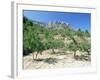 Almond Trees in the Sierra De Aitana, Alicante Area, Valencia, Spain-Ruth Tomlinson-Framed Photographic Print