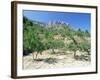 Almond Trees in the Sierra De Aitana, Alicante Area, Valencia, Spain-Ruth Tomlinson-Framed Photographic Print