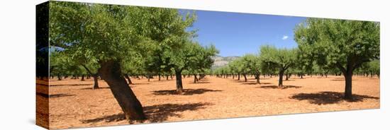 Almond Trees, Mallorca, Spain-Peter Thompson-Stretched Canvas