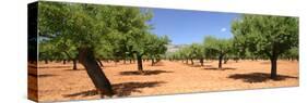 Almond Trees, Mallorca, Spain-Peter Thompson-Stretched Canvas