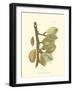 Almond-null-Framed Art Print