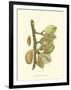 Almond-null-Framed Art Print