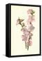 Almond-Frederick Edward Hulme-Framed Stretched Canvas