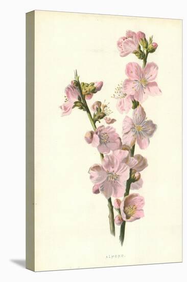 Almond-Frederick Edward Hulme-Stretched Canvas