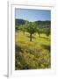 Almonds, Alaro, Majorca, the Balearic Islands, Spain-Rainer Mirau-Framed Photographic Print