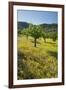 Almonds, Alaro, Majorca, the Balearic Islands, Spain-Rainer Mirau-Framed Photographic Print