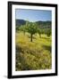 Almonds, Alaro, Majorca, the Balearic Islands, Spain-Rainer Mirau-Framed Photographic Print