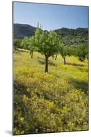 Almonds, Alaro, Majorca, the Balearic Islands, Spain-Rainer Mirau-Mounted Photographic Print