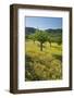 Almonds, Alaro, Majorca, the Balearic Islands, Spain-Rainer Mirau-Framed Photographic Print