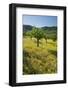 Almonds, Alaro, Majorca, the Balearic Islands, Spain-Rainer Mirau-Framed Photographic Print