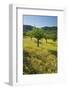 Almonds, Alaro, Majorca, the Balearic Islands, Spain-Rainer Mirau-Framed Photographic Print