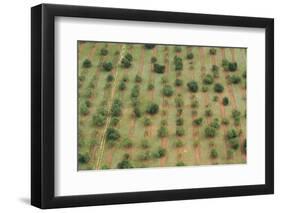 Almonds, Majorca, the Balearic Islands, Spain-Rainer Mirau-Framed Photographic Print