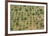 Almonds, Majorca, the Balearic Islands, Spain-Rainer Mirau-Framed Photographic Print