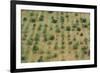 Almonds, Majorca, the Balearic Islands, Spain-Rainer Mirau-Framed Photographic Print