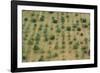 Almonds, Majorca, the Balearic Islands, Spain-Rainer Mirau-Framed Photographic Print