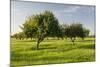 Almonds, Majorca, the Balearic Islands, Spain-Rainer Mirau-Mounted Photographic Print