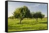 Almonds, Majorca, the Balearic Islands, Spain-Rainer Mirau-Framed Stretched Canvas