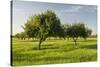 Almonds, Majorca, the Balearic Islands, Spain-Rainer Mirau-Stretched Canvas