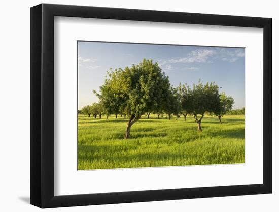 Almonds, Majorca, the Balearic Islands, Spain-Rainer Mirau-Framed Premium Photographic Print