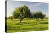 Almonds, Majorca, the Balearic Islands, Spain-Rainer Mirau-Stretched Canvas