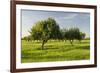 Almonds, Majorca, the Balearic Islands, Spain-Rainer Mirau-Framed Photographic Print