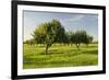 Almonds, Majorca, the Balearic Islands, Spain-Rainer Mirau-Framed Photographic Print