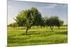 Almonds, Majorca, the Balearic Islands, Spain-Rainer Mirau-Mounted Photographic Print