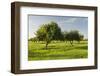 Almonds, Majorca, the Balearic Islands, Spain-Rainer Mirau-Framed Photographic Print