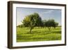 Almonds, Majorca, the Balearic Islands, Spain-Rainer Mirau-Framed Photographic Print