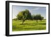 Almonds, Majorca, the Balearic Islands, Spain-Rainer Mirau-Framed Photographic Print