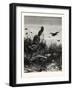 Almost a Dinner! after Guido Von Maffei. Fox, Bird, Birds-null-Framed Giclee Print