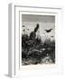 Almost a Dinner! after Guido Von Maffei. Fox, Bird, Birds-null-Framed Giclee Print