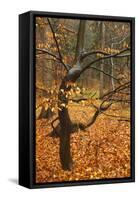 Almost Bare Trees in Autumn, Rynartice, Ceske Svycarsko - Bohemian Switzerland Np, Czech Republic-Ruiz-Framed Stretched Canvas