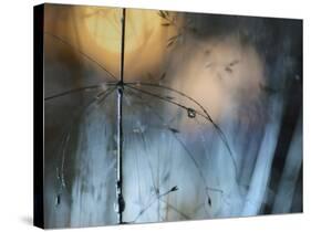 Almost Dark-Heidi Westum-Stretched Canvas