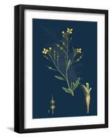 Alnus Glutinosa; Common Alder-null-Framed Giclee Print