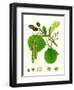 Alnus Glutinosa Common Alder-null-Framed Giclee Print