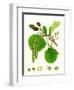 Alnus Glutinosa Common Alder-null-Framed Giclee Print