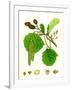 Alnus Glutinosa Common Alder-null-Framed Giclee Print