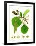 Alnus Glutinosa Common Alder-null-Framed Giclee Print