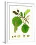 Alnus Glutinosa Common Alder-null-Framed Giclee Print