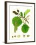 Alnus Glutinosa Common Alder-null-Framed Giclee Print