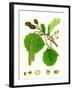 Alnus Glutinosa Common Alder-null-Framed Giclee Print